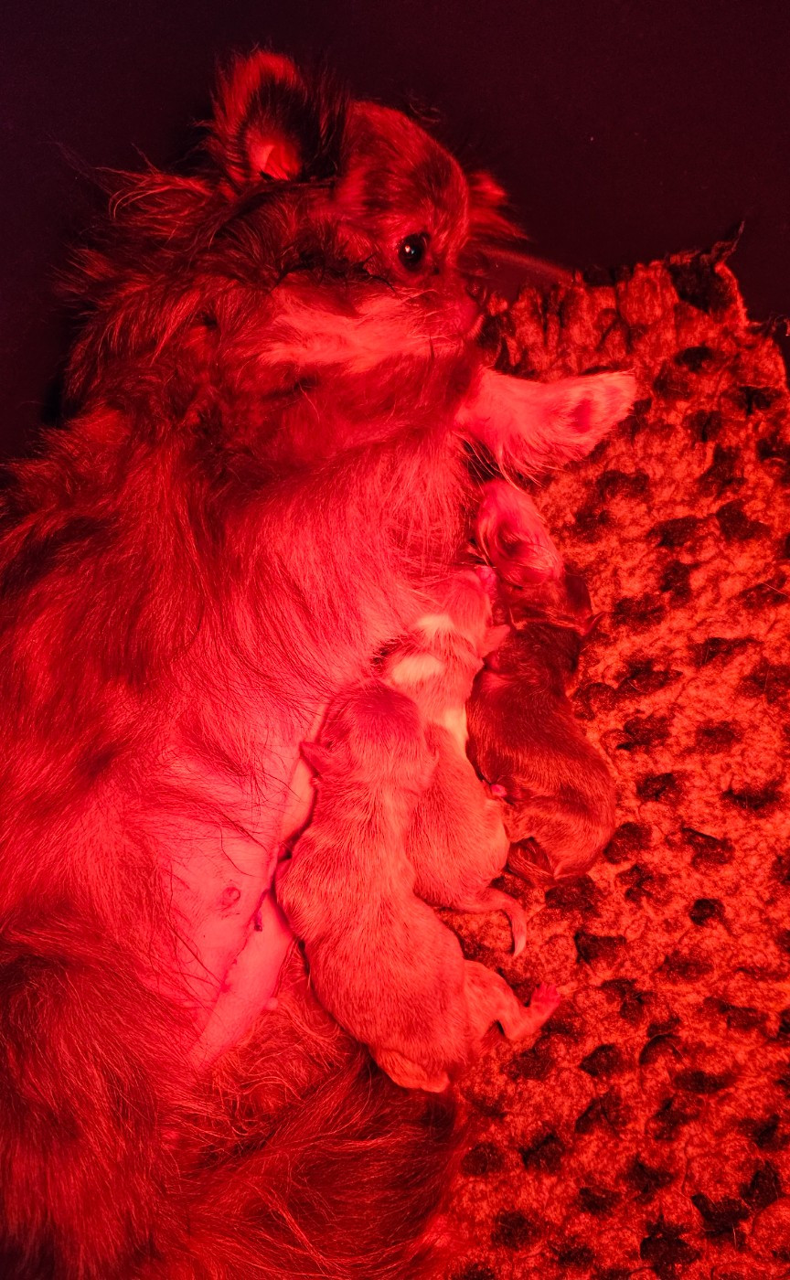 3 superbes petits c urs ont vu le jour.