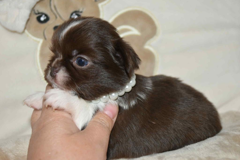 Blue Dance - Chiots disponibles - Chihuahua