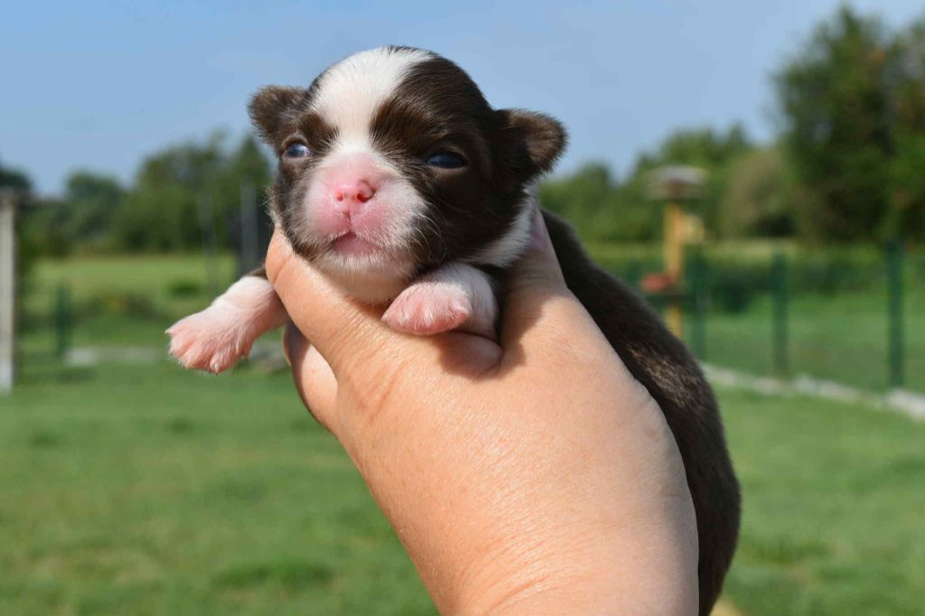 Blue Dance - Chiots disponibles - Chihuahua