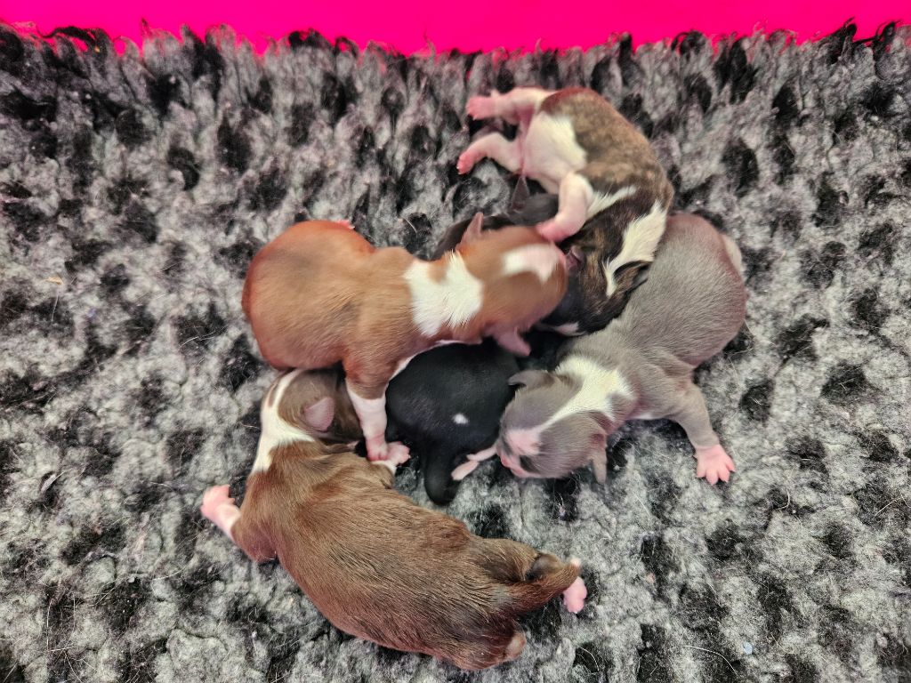 Chiot Chihuahua Blue Dance