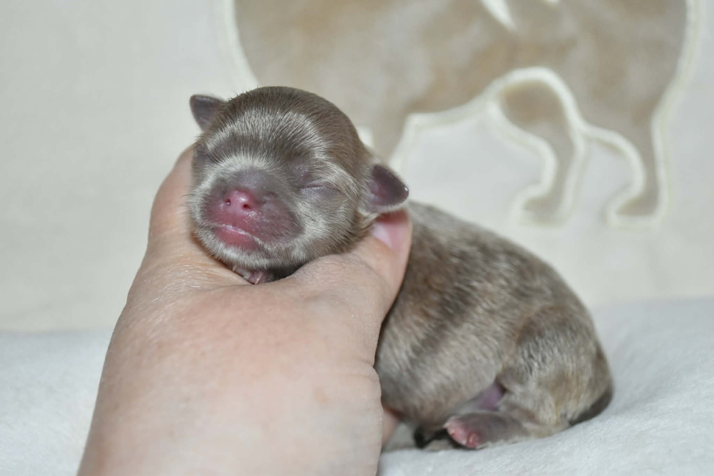 Blue Dance - Chiots disponibles - Chihuahua