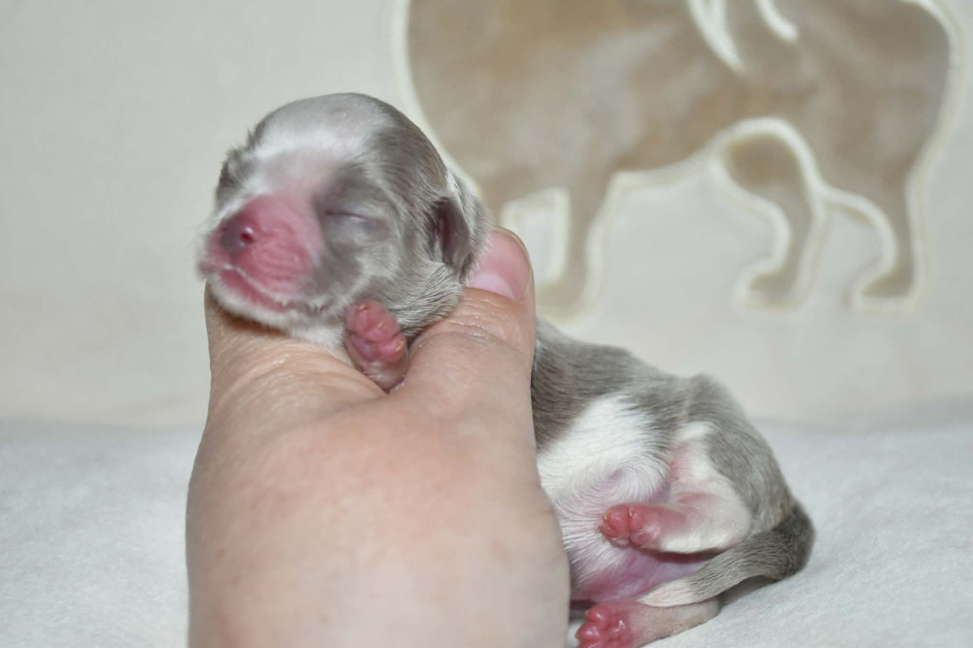 Blue Dance - Chiots disponibles - Chihuahua