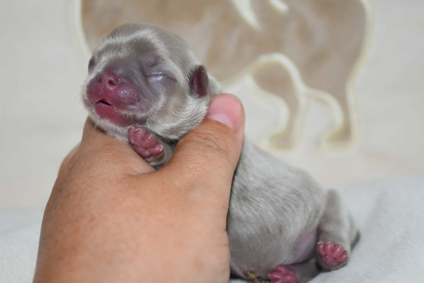 Blue Dance - Chiots disponibles - Chihuahua