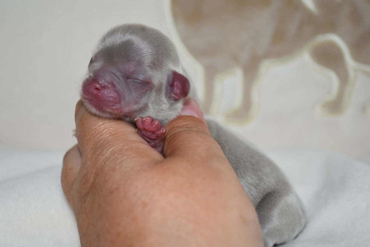 Blue Dance - Chiots disponibles - Chihuahua