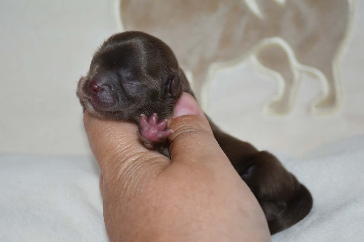 Blue Dance - Chiots disponibles - Chihuahua