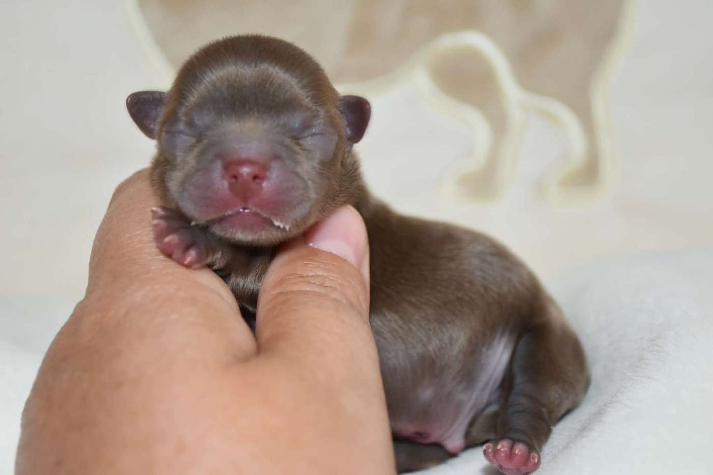 Blue Dance - Chiots disponibles - Chihuahua