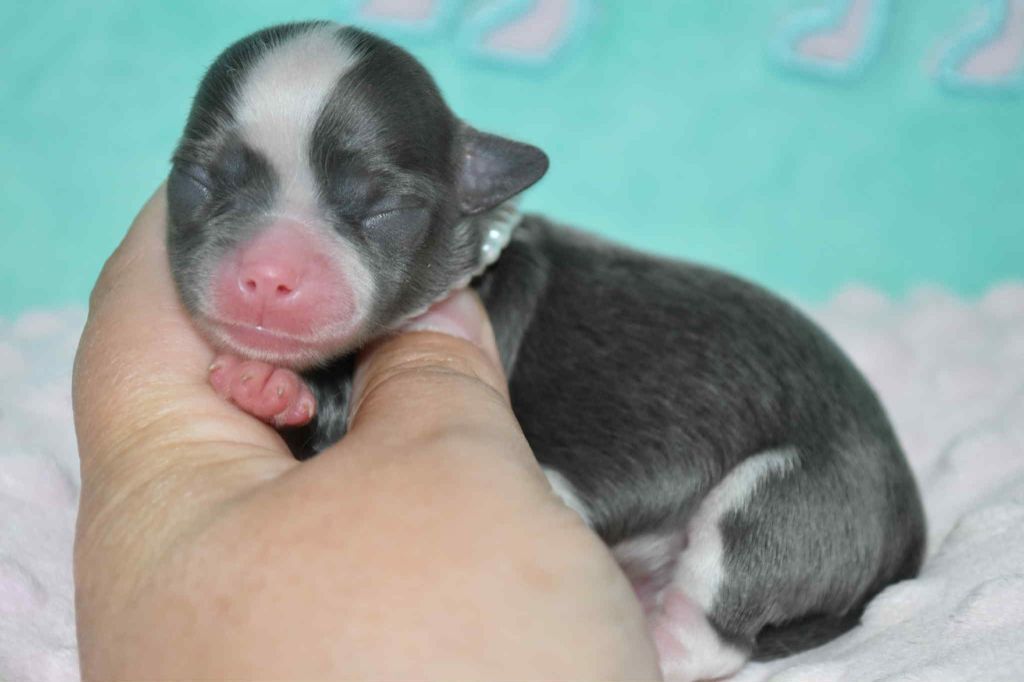 Blue Dance - Chiots disponibles - Chihuahua