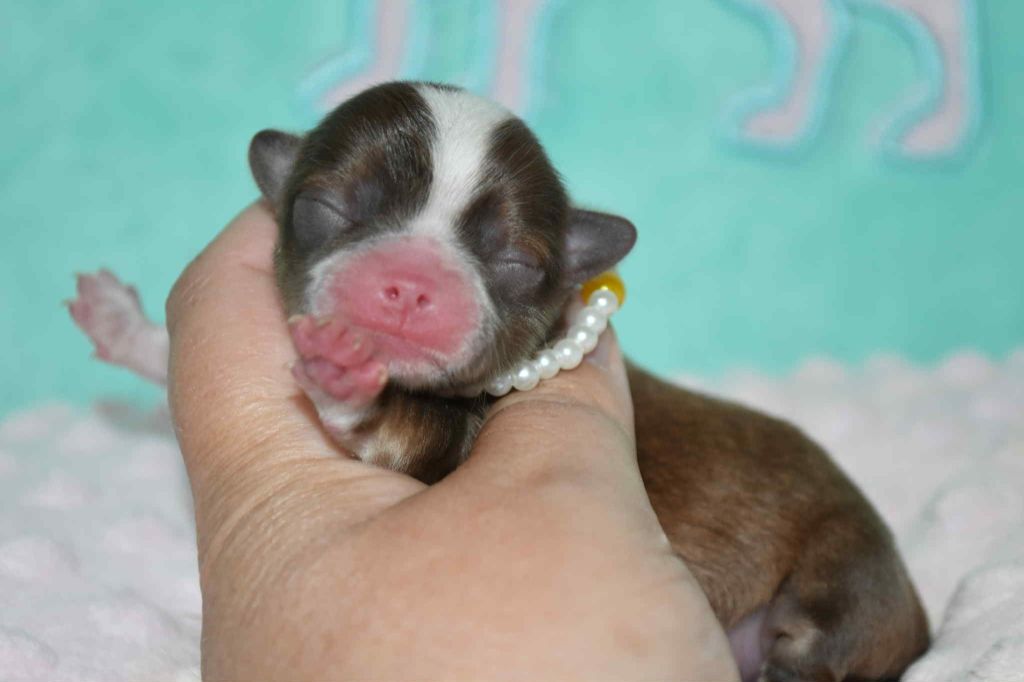 Blue Dance - Chiots disponibles - Chihuahua