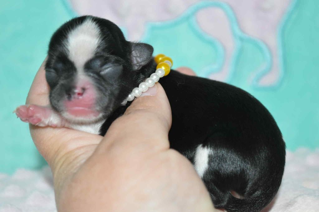 Blue Dance - Chiots disponibles - Chihuahua