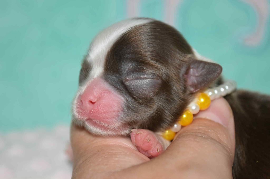 Blue Dance - Chiots disponibles - Chihuahua