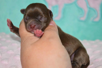 CHIOT