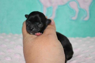 CHIOT