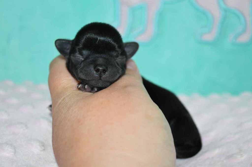 Blue Dance - Chiots disponibles - Chihuahua