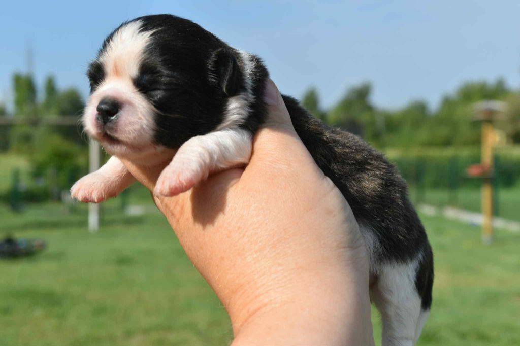 Blue Dance - Chiots disponibles - Chihuahua
