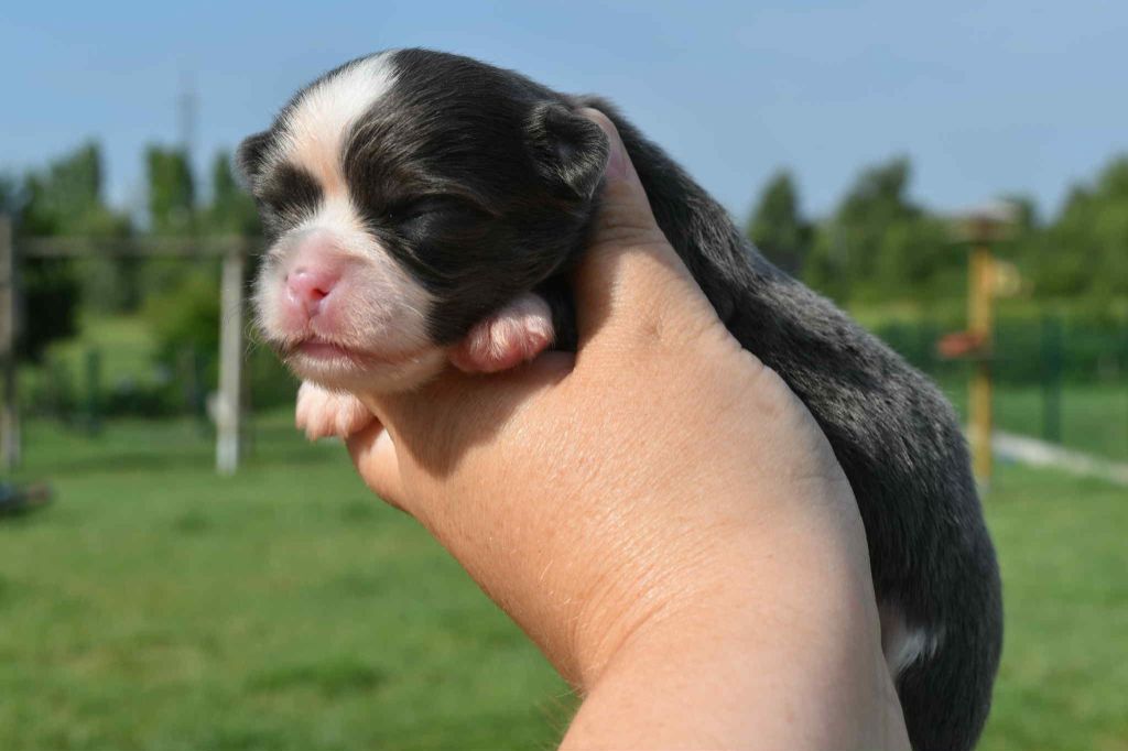 Blue Dance - Chiots disponibles - Chihuahua