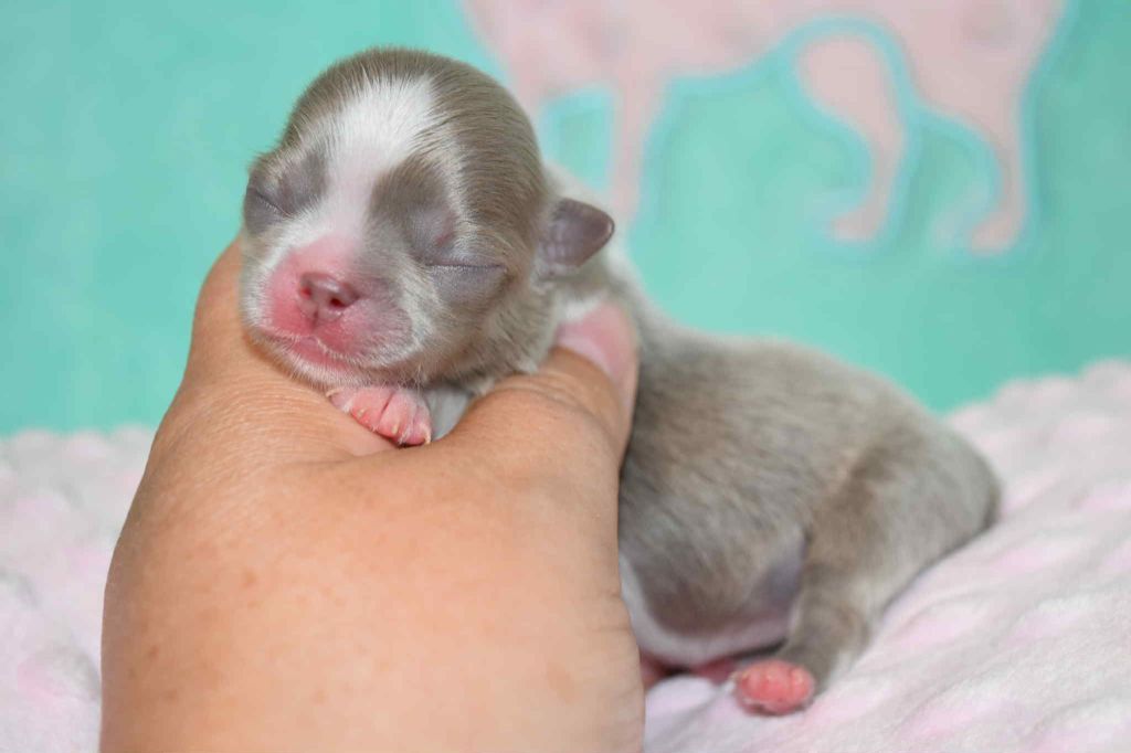 Chiot Chihuahua Blue Dance
