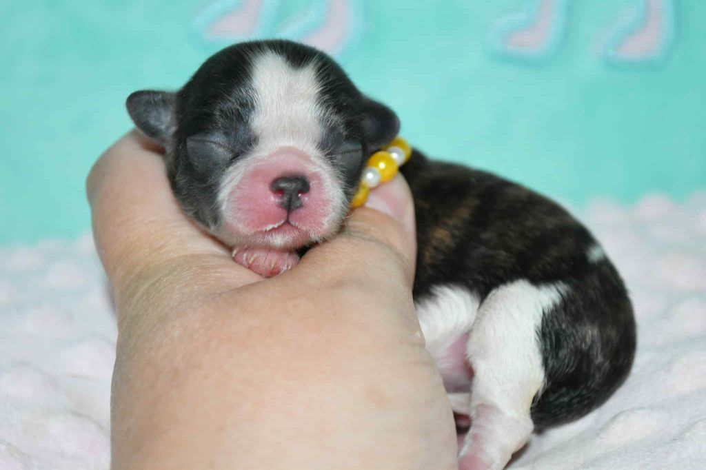 Blue Dance - Chiots disponibles - Chihuahua