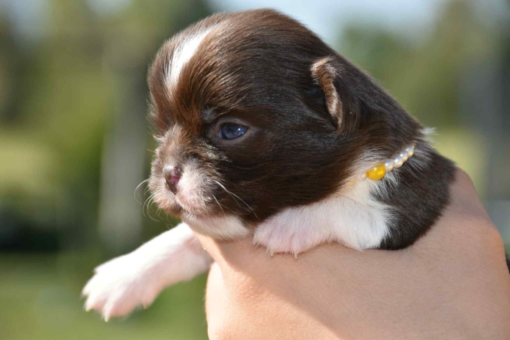 Blue Dance - Chiots disponibles - Chihuahua