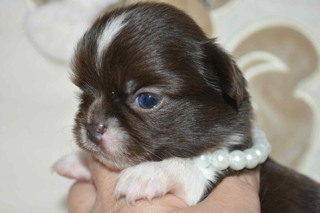 Blue Dance - Chiots disponibles - Chihuahua
